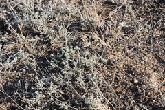 Artemisia terrae-albae