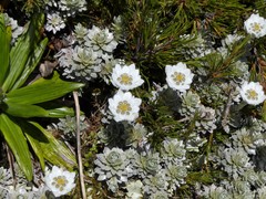 Leucogenes leontopodium