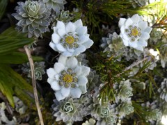 Leucogenes leontopodium