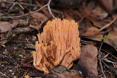 Ramaria anziana
