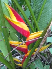 Heliconia bihai