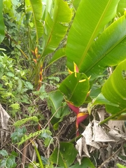 Heliconia bihai