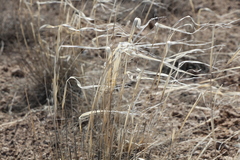Stipa sareptana