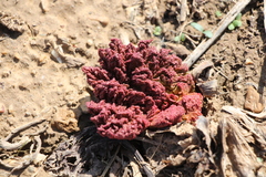 Rheum tataricum