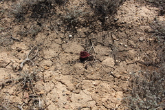 Rheum tataricum