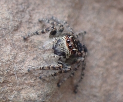 Philaeus chrysops