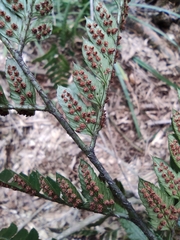 Arachniodes chinensis