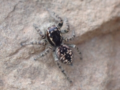 Philaeus chrysops