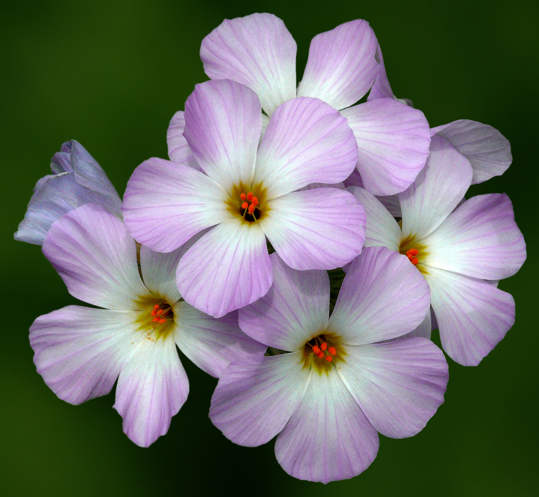 Leptosiphon grandiflorus
