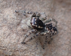 Philaeus chrysops