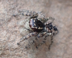 Philaeus chrysops