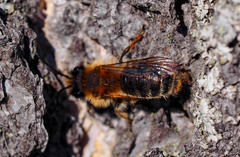 Andrena