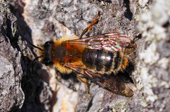 Andrena