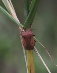 Chalcopis glandulosa