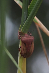 Chalcopis glandulosa