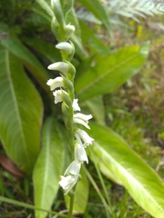 Spiranthes torta