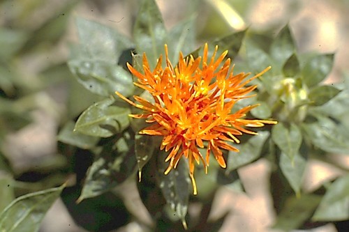 Carthamus tinctorius