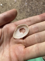 Macomona deltoidalis