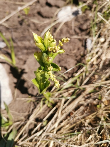 Image of Mercurialis ovata by (c) Ljaž, some rights reserved (CC BY)