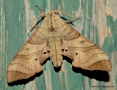 Marumba cristata
