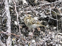 Anthus hodgsoni