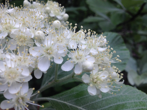 Whitebeam