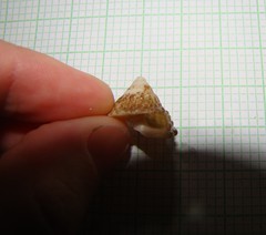 Coelotrochus viridis