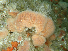 Clathria strepsitoxa