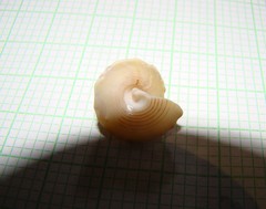 Coelotrochus viridis