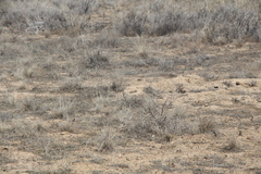 Spermophilus pygmaeus