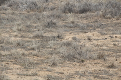 Spermophilus pygmaeus