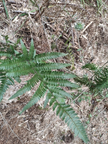 Dryopteris varia iNat (2)