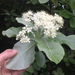 Whitebeam - Photo (c) jon, some rights reserved (CC BY), uploaded by Jon Sullivan
