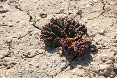 Rheum tataricum
