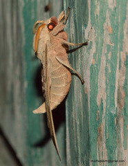 Marumba cristata