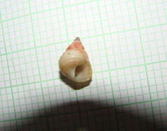 Micrelenchus purpureus