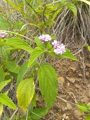 Lantana trifolia