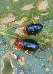 Podagrica malvae