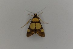 Deuterarcha xanthomela