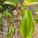 Miconia plicatifolia - Photo (c) Martin Reith, some rights reserved (CC BY-NC), uploaded by Martin Reith