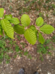Angiospermae