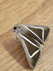 Chalciope delta