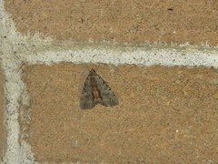 Catocala grynea