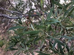 Acacia trineura