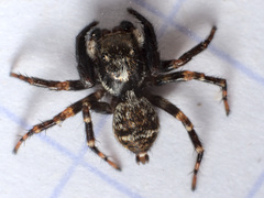 Pseudeuophrys erratica