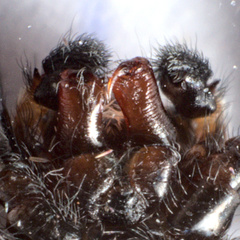 Pseudeuophrys erratica