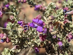 Eremophila rotundifolia