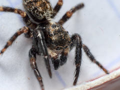 Pseudeuophrys erratica