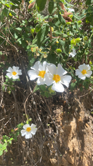 Cistus salviifolius