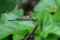 Prodasineura autumnalis